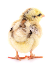 Small yellow chicken.