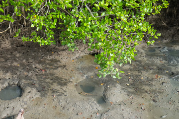 Mudskipper fish in the mangrove forests