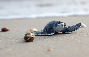 Möbelaufkleber Schildkröte am Strand © kathayut