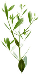  jeune rameau d'olivier sur fond blanc