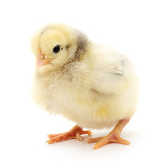 Fototapeta premium Small yellow chicken.