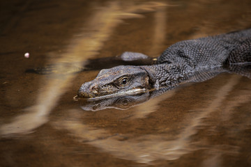 Giant lizard floats down the river on the island of Komodo