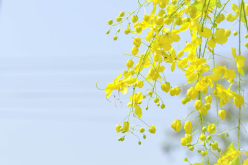 Golden shower , Cassia fistula or pudding pipe tree