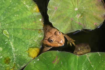 Big toad among the leaves in the pond