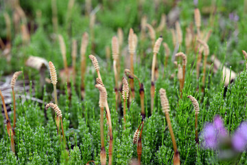 horsetail