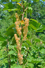 Berries of yellow currant 7