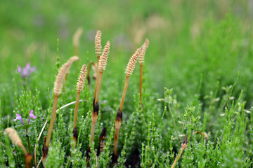 horsetail