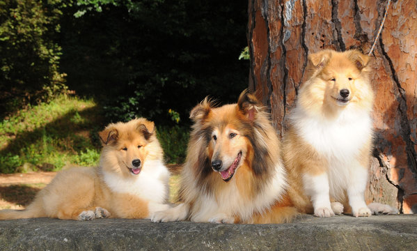Portrait of three rough collie dogs