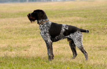 German Wirehaired Pionter, deutsch drahthaar dog.