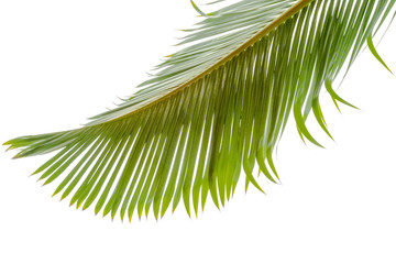 Naklejka premium feuille de palmier sur fond blanc