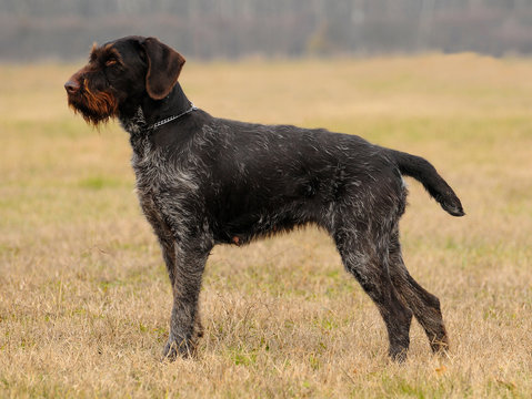 German Wirehaired Pionter, deutsch drahthaar dog.