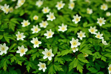 Beautiful spring anemone flowers with white petals. Spring blooming plants. Forest flower