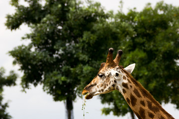 Giraffe