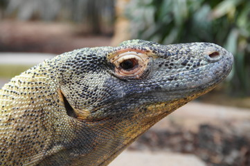 Fototapeta premium Tête de dragon de Komodo