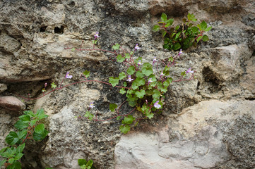 Obraz premium Cymbalaria muralis - Kenilworth ivy