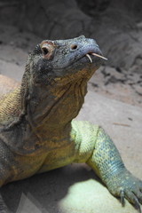 Tête de dragon de Komodo