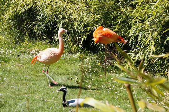 Flamingos