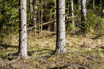 tree trunks in forest