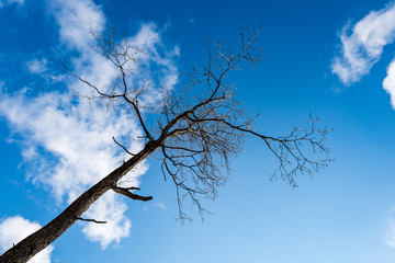 forest trees on bright blue sky