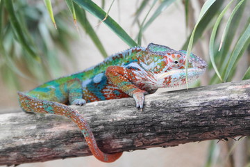 chameleon on a branch