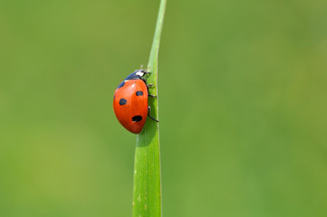 Fototapeta premium Ladybird sitting on top of grass in the meadow