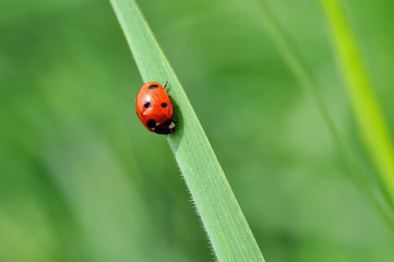 Ladybird sitting on top of grass in the meadow