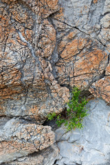 Kolorowa skała z wyrastającym z niej kolczastym krzewem.