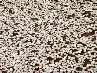水に浮く桜の花びら