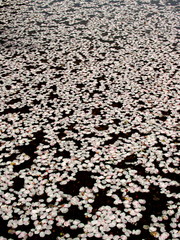 水に浮く桜の花びら