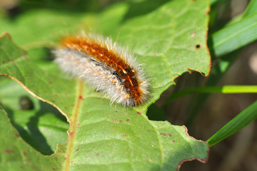 Caterpillar feeding on a leaf in garden and make damage. Caterpillar on broken leaf