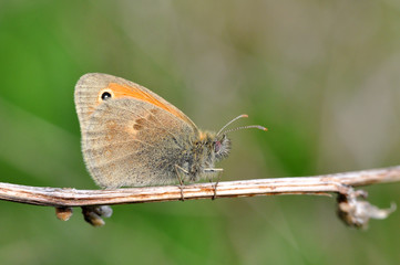 The Small Heath butterfly, Coenonympha pamphilus  on dry grass in meadow