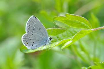 A short-tailed blue (Cupido argiades) is sitting on a grass-stock