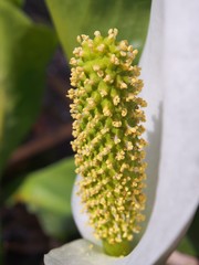 水芭蕉　花粉　クローズアップ