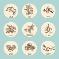Vintage style icons with popular hand drawn spices. Vector illustration