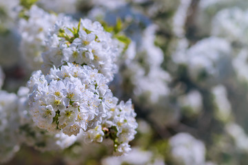 Cherry tree blossom