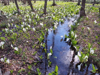 ミズバショウ　群生地　水路