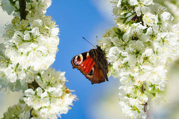 Schmetterlinge - Tagpfauenauge im Frühling auf Kirschblüten © Countrypixel