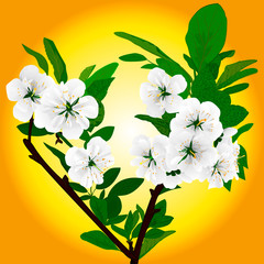 flower garden spring