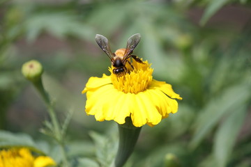 Honey Bee