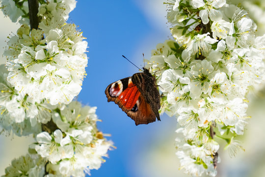 Schmetterlinge - Tagpfauenauge im Fr&uuml;hling auf Kirschbl&uuml;ten