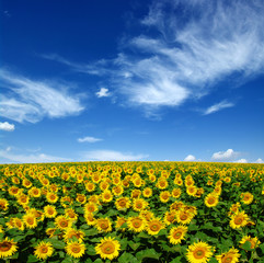 field of blooming sunflowers