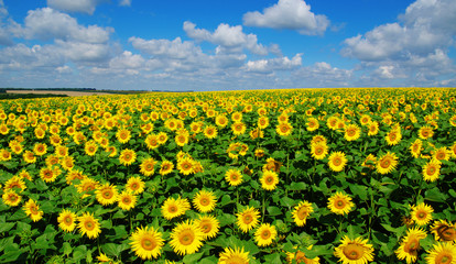 Fototapeta premium field of blooming sunflowers