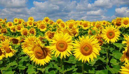 Fototapeta premium field of blooming sunflowers