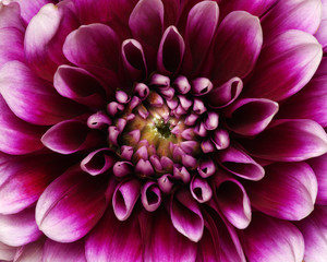 flower and beautiful petals