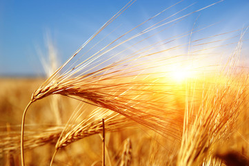 Golden wheat close up