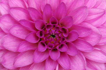 flower and beautiful petals