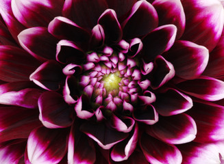 flower and beautiful petals