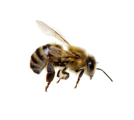 Bee on the white