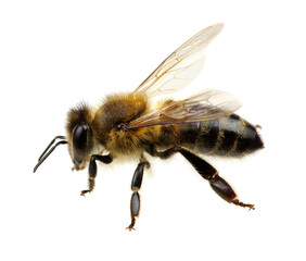 Bee on the white