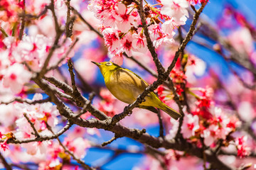 The Japanese White-eye and cherry blossoms. Located in Tokyo Prefecture Japan.